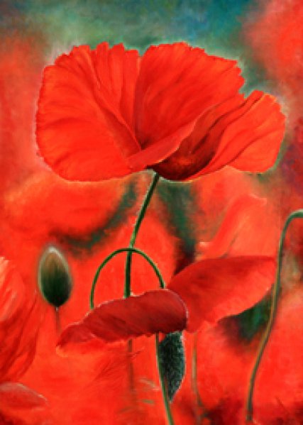 Mohn